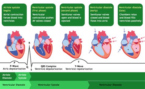 Cardiac Cycle Diagram Physiology Phases Of Cardiac Cycle