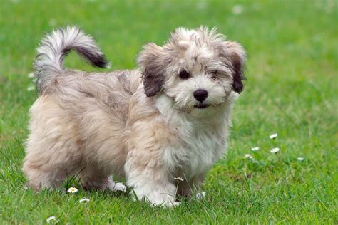 30 Cutest Pictures Of Havanese Puppies Best Photography