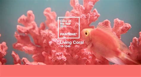 Pantone Color Of The Year 2019 Pantone 16 1546 Living Coral ‹ Fashion