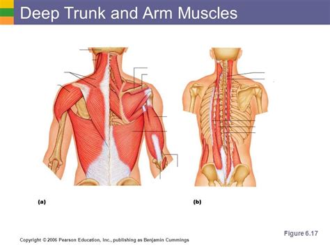 Back Muscle Quiz Pt 2 Diagram Quizlet