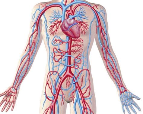 El Papel De Las Arterias En El Cuerpo Humano Es El Transporte De My