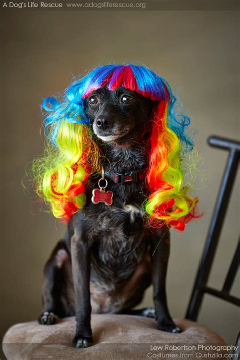 Dog Wig Cat Wig Cushzilla Wavy Rainbow Wig For Dogs And Cats