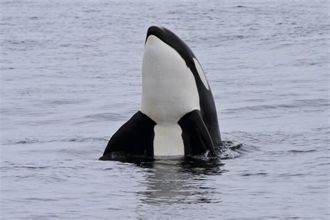 Spyhop Killer Whale Spy Hopping In Monterey Bay She Is Ac Flickr