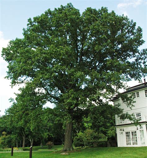 8 Common Types Of Oak Trees In Iowa Progardentips