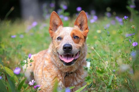 Red Heeler Dog Breed Info Pictures Facts Puppy Price And Faqs