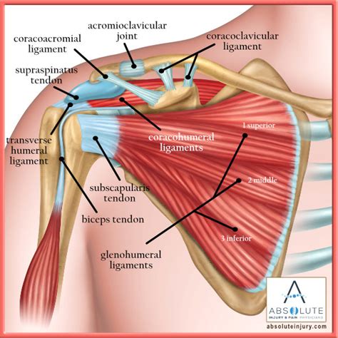 Shoulder Ligament Anatomy Diagram Male Shoulder Ligaments And Biceps The Best Porn Website