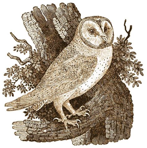There Was An Owl Lived In An Oak Nursery Rhyme Lyrics Origins And