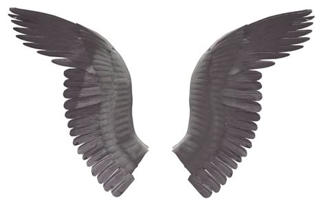 Free Wing Download Free Wing Png Images Free Cliparts On Clipart Library