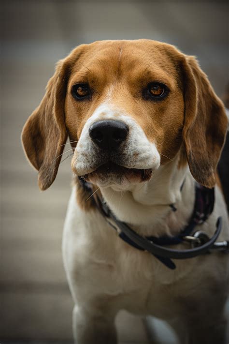 Basset Hound And Beagle Mix Traits Care And Insights