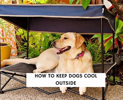 How To Keep Dogs Cool Outside In Hot Weather