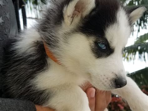 We have siberian husky puppies for loving and caring family, we will sell with full registration to good homes or limited admission if you are. Siberian Husky Puppies For Sale | Miami, FL #286560