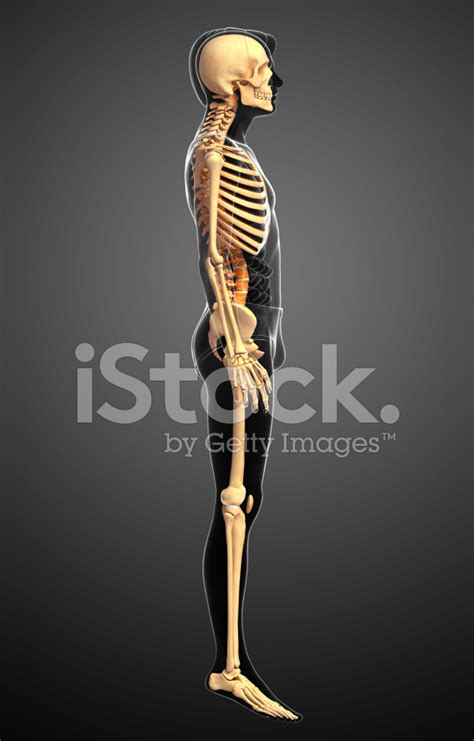 Anatomy Of Male Human Skeleton Side View And Perspect