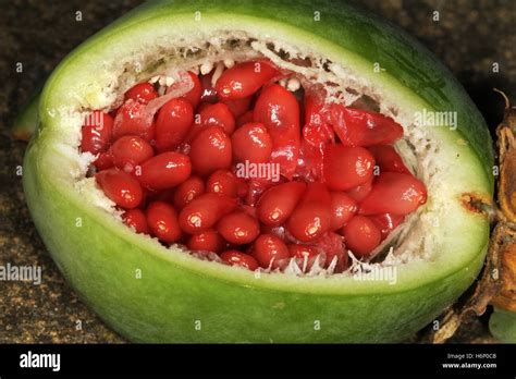 Fruit Of Passion Flower Seed Pod Passiflora Known Also As The