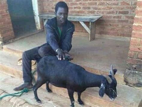 Man Who Had Sex With Goat Gets 4 Years In Prison Malawi