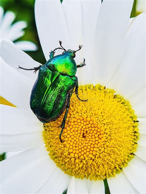 Big Green Beetle On Flower Shiny Insect Sits On White Daisy Stock