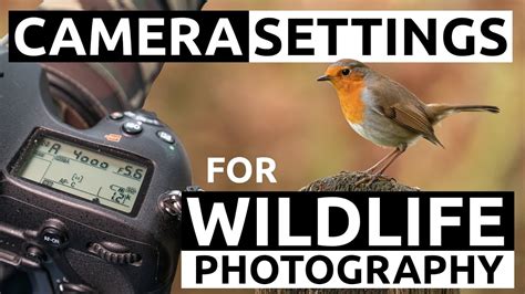 Camera Settings For Wildlife Photography Youtube