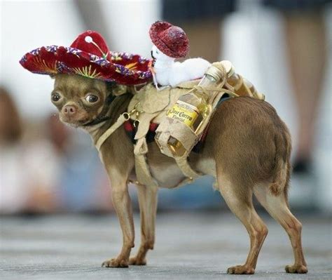 Funny Chihuahua Dogs New Photos Funny And Cute Animals