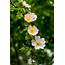 Prickly Wild Rose  Flowers Featured Content Lovingly