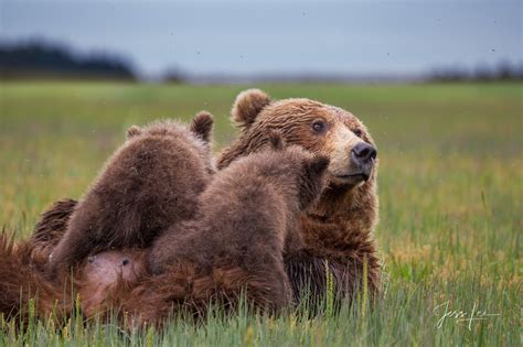 Grizzly Bear Nursing Cubs Photo Alaska Usa Photos By Jess Lee