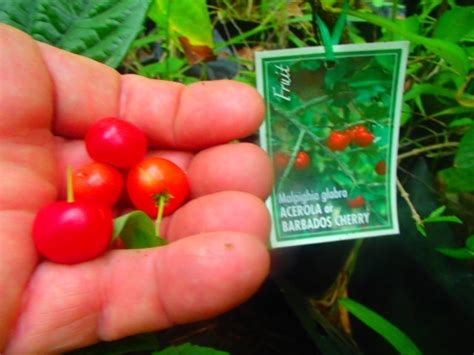 Acerola Barbados Cherry Plant Seeds For Sale Online Here Oz P P
