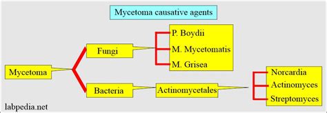 Mycetoma Diagnosis And Causative Agents