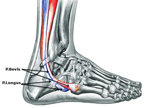 Anatomy Bony Pelvis And Lower Limb Calf Peroneus Longus Muscle
