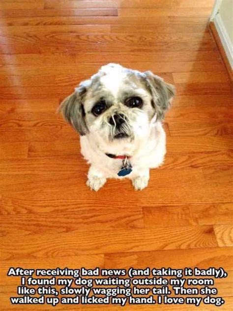 26 Hilarious Dog Truths That Every Pet Parent Will Recognize