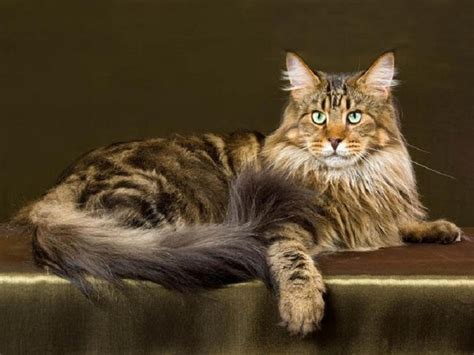 Maine Coon Cat Guide Tips Care And Features All Pet Care