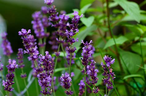 10 Evergreen Flowering Plants For Your Garden Managerial Tips
