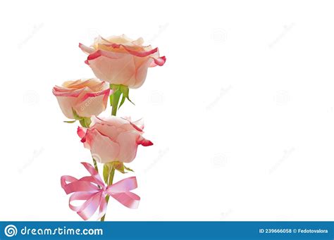 Bouquet Of Three Bright Beautiful Pink Red Roses With A Pink Bow On A