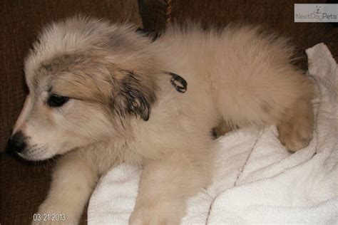 As great pyrenees mature, their coats grow thicker and the longer colored hair of the coat usually dulls. Meet Black ribbon a cute Great Pyrenees puppy for sale for ...