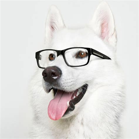 #ipad wallpaper #cute wallpaper #wallpapers #wallpaper #kawaii background #cute backgrounds #slippy sketches #wallpaper #ipad #ipad wallpaper #digital art #dian the dragon #yes their name is. Cute Dog iPad Wallpaper Background | Free iPad Retina HD ...