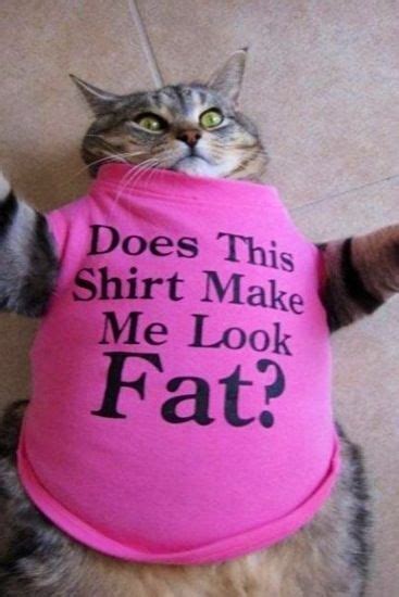 #cats wearing ties #cats wearing clothes #cats #cute #hermy #yawn #animals #pets #cats #kitties #hermy is the bestest kitty ever #queued #i miss you baby #rest in peace. cute animals wearing clothes | Tags: cat wearing a shirt ...