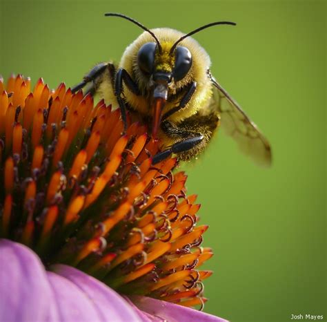 Bees can see ultraviolet colors that we cannot see but bees cannot see the red spectrums of color like humans many flowers have ultraviolet patterns on their petals, so bees can see these patterns. 10 Ways to Save Pollinators • The National Wildlife ...