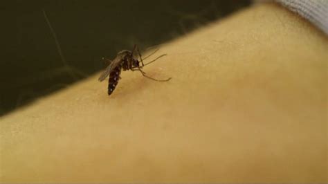 New Species Of Mosquito Invading Southern California Abc7 San Francisco