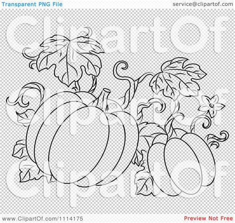 Clipart Outlined Pumpkin Vine Royalty Free Vector Illustration By