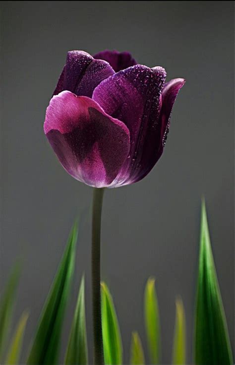 We did not find results for: Best 20+ Types of flowers ideas on Pinterest | Peony ...