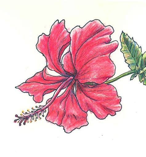 Drawings Of Flowers