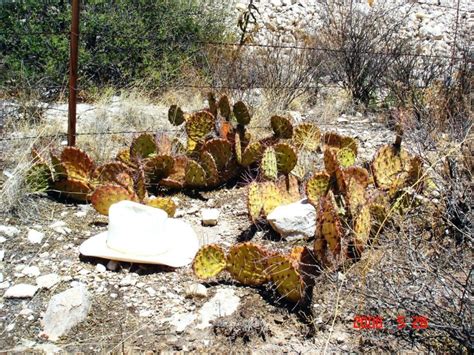 Use extreme caution when handling. Opuntia camanchica, western prickly pear cactus, pretty