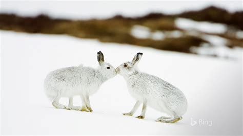 Mountain Hares Touching Noses In Scotland Bing Desktop Wallpaper