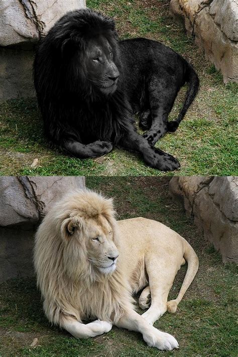 1 World Knowledge: Do Black Lions Exist?