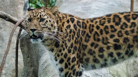 Amur Leopard Santa Barbara Zoo Ultra Background Hd Wallpaper Pxfuel