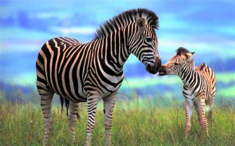 Zebra Mom And Her Foal Image Id 181215 Image Abyss