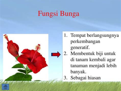 Fungsi Bunga Pada Tumbuhan Berbagi Informasi