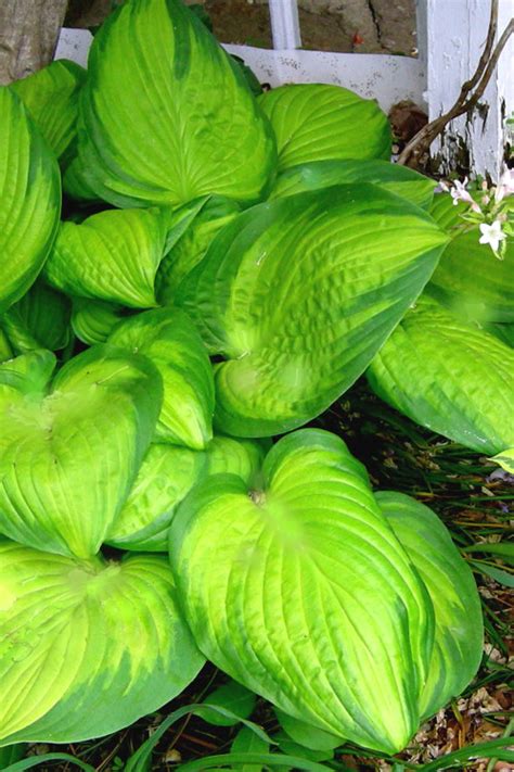 Buy Stained Glass Hosta Lily Free Shipping 1 Gallon