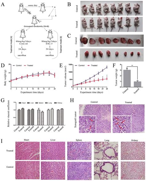 ESC 3 Suppresses The Growth Of Tumor In Xenograft Models Without