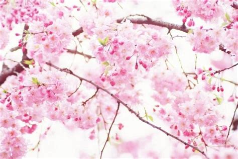 Sakura Wallpapers ·① Wallpapertag