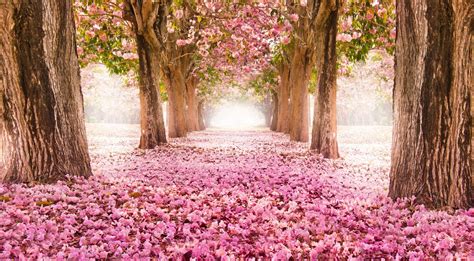 Cherry Blossom Tree Flowers Trees Hd Wallpaper Wallpaper Flare