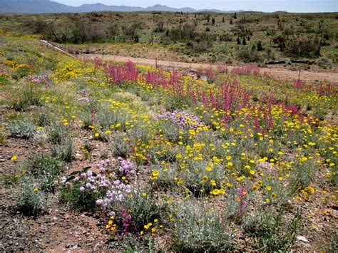 Exploring Around Santa Fe April Wildflowers In Se Arizon