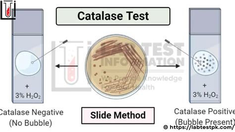 Catalase Test Purpose Procedure Risk Lab Test Information